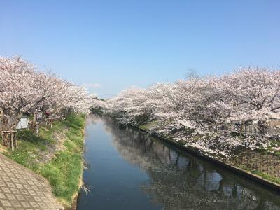 お花見散歩