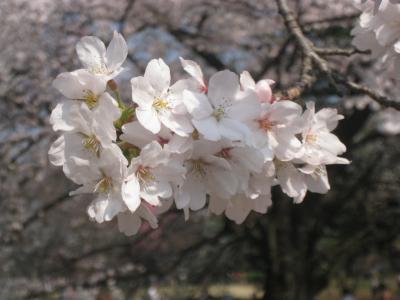 観光バス(ツアー客)もきていて混雑でした