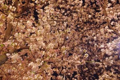 雪が降ったり色々あったけど、やっぱり桜は綺麗だな