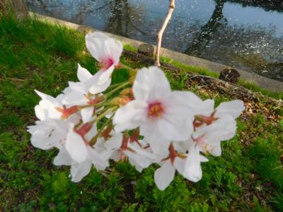 2018桜―氷川神社・川越水上公園