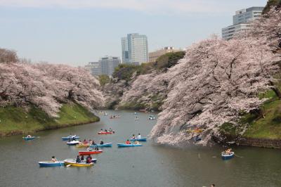 都内の桜