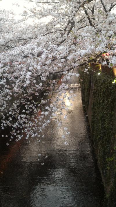 2018年の東京・神奈川の桜～中目の桜は外せない！！目黒川・大岡川・山下公園・さくら坂などダイジェストで！～
