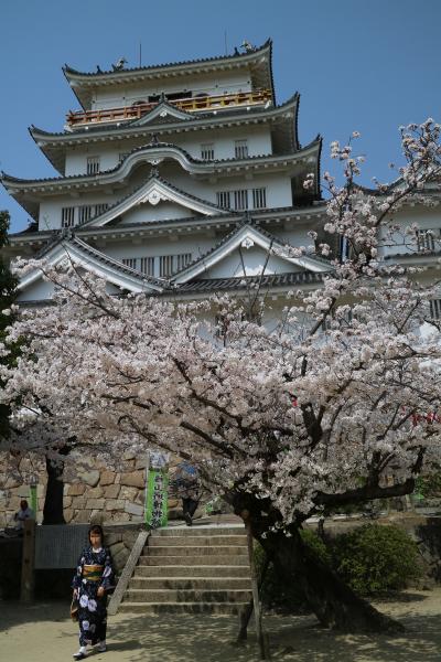 桜　咲きMAX！福山城　2018