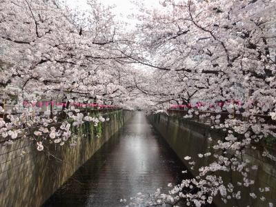 桜満開の目黒川でお花見