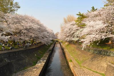 善福寺川緑地公園・満開の桜風景