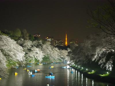 美しい千鳥ヶ淵の桜のライトアップ　2018