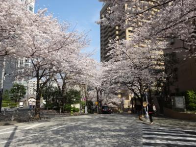 六本木一丁目付近の桜　２０１８