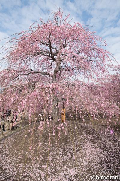 鈴鹿の森庭園　しだれ梅まつり　2018