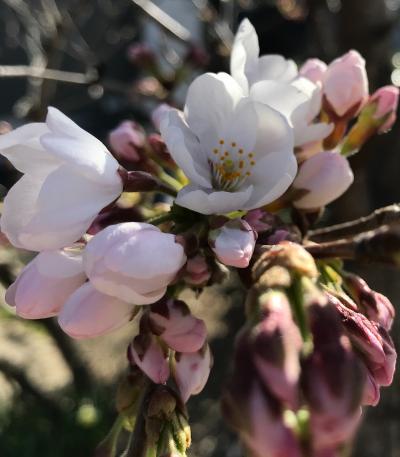 2018年　春の花便り♪　ちらほら咲き始めた我が家の桜に見送られて～久しぶりの白馬東急ホテルへ(*'▽')/