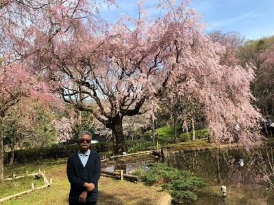 小田原熱海で桜を楽しみ 湯河原で飯田商店のラーメンを味わう