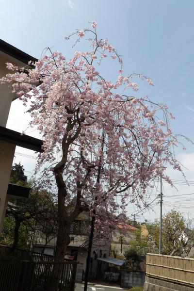 上倉田八幡谷のお宅の枝垂れ桜