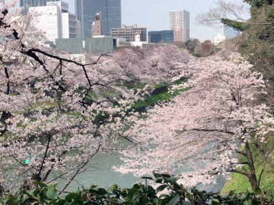 千鳥ヶ淵の桜と皇居東御苑散策