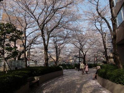 神田川の桜を　寄り道しながらの散歩　上　目白不動　