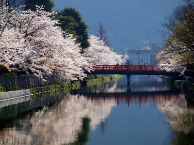 桜は、やっぱり京都が一番。それも、ブランド桜より、川端の桜が大好きです