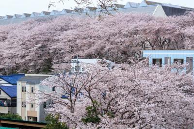 今年の桜散歩は桜散りゆく前に～大和千本桜～