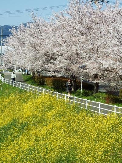 お花の饗宴！春爛漫の京都山科へ☆