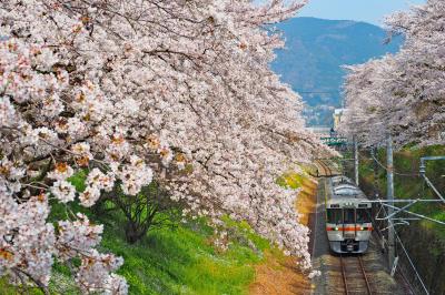 一度は訪れたい桜の絶景  御殿場線 山北の桜並木   