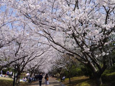 葛西臨海公園　～　2018 桜・菜の花　～