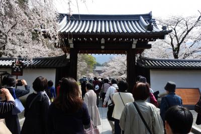 京都桜めぐり 醍醐寺*勧修寺*平野神社*嵐山*