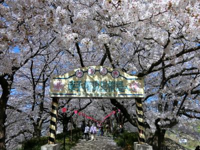 日光街道を歩く(4)　幸手～栗橋、権現堂堤の桜と菜の花