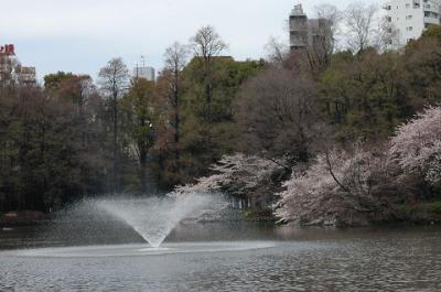 満開の桜　　　ＩＮ　井之頭公園