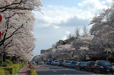 満開の桜　　ＩＮ　　国立市