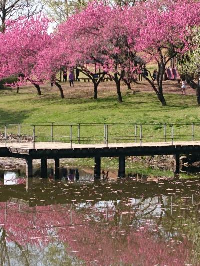 花桃が満開の古河公方公園(古河総合公園)   ヽ(*⌒∇⌒*)ﾉ::･'ﾟ☆｡.::･'ﾟ★｡.::･'ﾟ☆｡