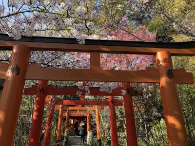 京都桜めぐり