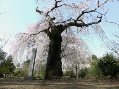 藤生沢の「お角さくら」_2018_周囲のサクラも含めて、満開で見頃です。（群馬県・桐生市・新里町）