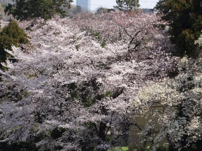 東京近郊桜巡り（神奈川編）