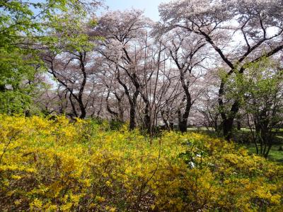 東京近郊桜巡り（東京編・神代植物公園）
