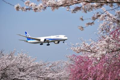成田さくらの山公園で桜と飛行機