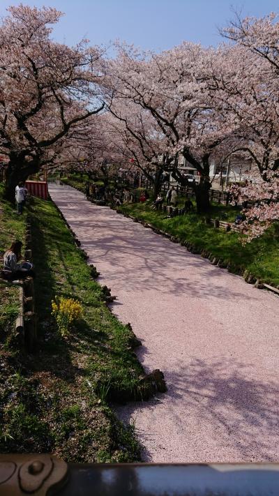 川越の桜(+目黒川と大宮公園の桜を少し)