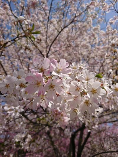 神代植物公園桜2018（神代曙の原木）