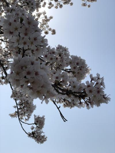 羽村堰の桜祭りに行ってきたよ！