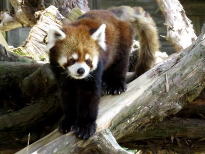 春のレッサーパンダ紀行【４】ひらかたパーク　お花見がてらソラ君に会いにひらパーへ