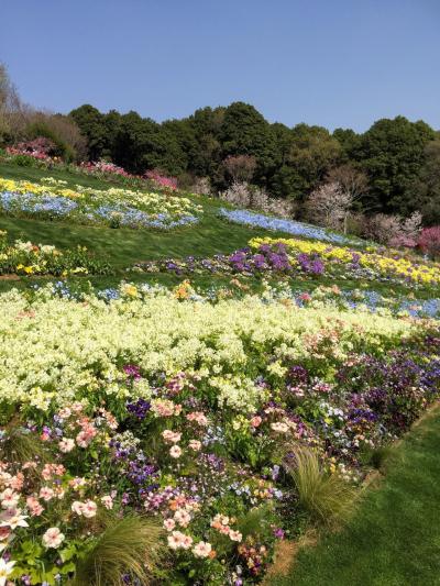 春の花咲く丘と谷戸～里山ガーデン