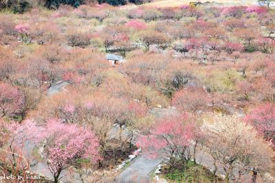 いなべ市農業公園の梅林公園‥‥まさかの１分咲(..;)