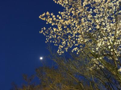 お弁当持って、京都でお花見　桜の下で酔っ払い(*^^*)