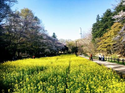 横浜市児童遊園地の桜や菜の花巡り散歩