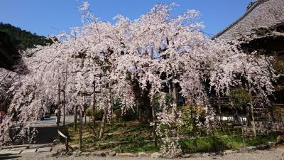 石山、毘沙門堂、醍醐寺、背割り桜、桜巡りの１日