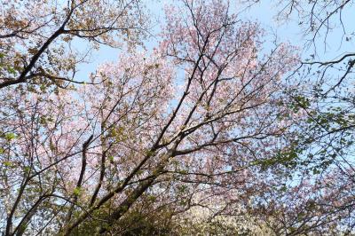 県警射撃場裏山の山桜