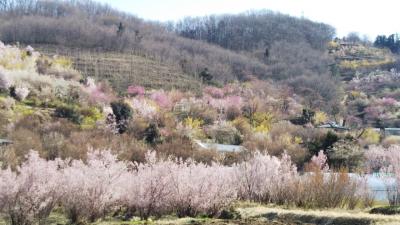 【花見ドライブ２０１８＊花見山】フライングと思いきや満開の花見山と飯坂温泉　