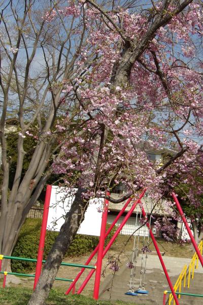 桂町戸塚遠藤線沿いの若木の枝垂れ桜