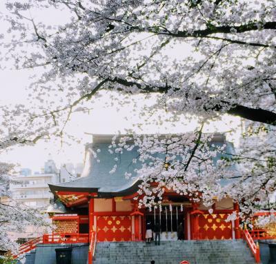 360度見渡す限りの桜の山～新宿界隈でお花見