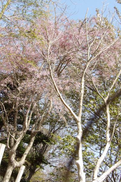 ひよどり団地管理地の紅枝垂れ桜