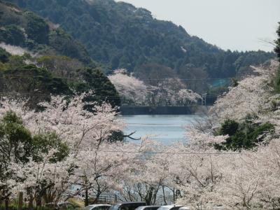 下関の老人会で花見―長府の「功山寺」と「深坂自然の森キャンプ場」ー