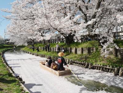 情緒豊かな桜風景