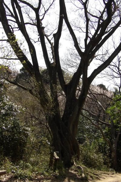 天園－円海山ハイキングコースの桜（横浜市内1）