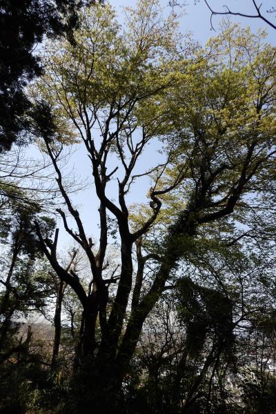 天園－円海山ハイキングコースの桜（横浜市内2）